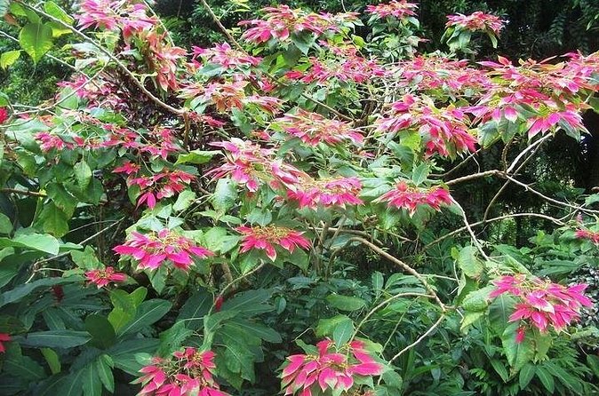 Montreal Gardens Tour with Trubb Taxi Tours - Booking and cancellation details worth knowing