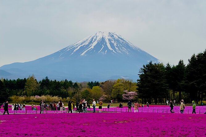 Mt. Fuji, Cherry Blossom & Shiba Sakura Pvt. Day Tour - Key things to know before booking