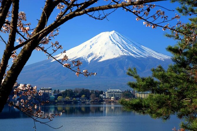 Mt. Fuji, Cherry Blossom & Shiba Sakura Pvt. Day Tour - Why private transport makes this Fuji trip easier