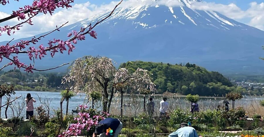 Mt.FUji private Full Day Trip with English Driver - The Fuji Shiba-sakura Festival Observation Deck