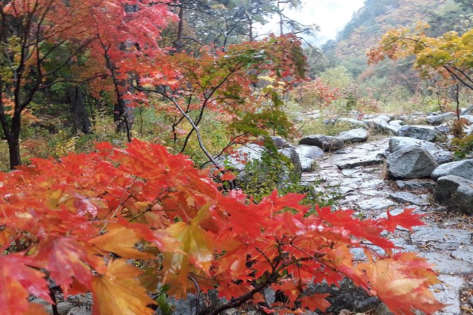 Mt. Seorak+Nami Island+Garden of Morning Calm Day Trip from Seoul - Who should book this outing?