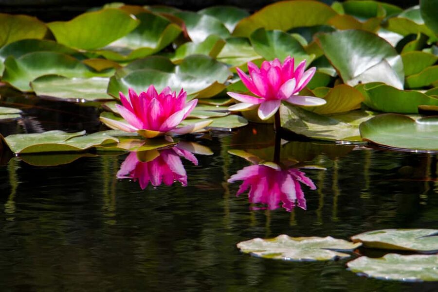 MUCBO | Sóller Botanical Garden - Balearic Museum of Natural Sciences - Key points to know before you go