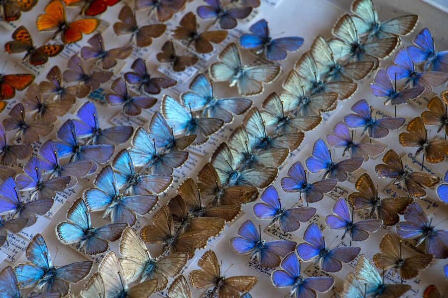 MUCBO | Sóller Botanical Garden - Balearic Museum of Natural Sciences - Why the Balearic focus matters