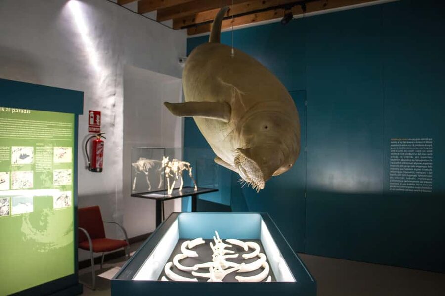 MUCBO | Sóller Botanical Garden - Balearic Museum of Natural Sciences - Is $10 a fair price?