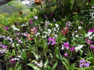 Garden Village Hot Spring & Temple Highlights Tour