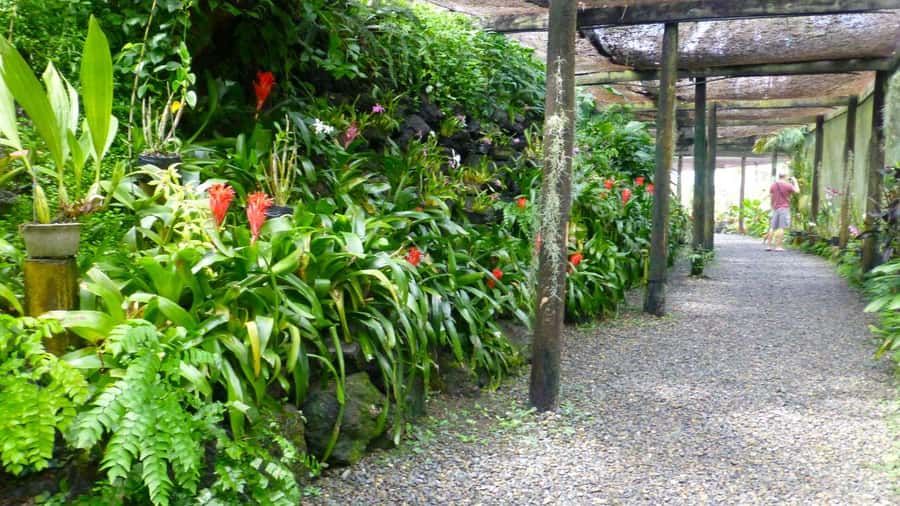 Nadi: Garden Village Hot Spring & Temple Highlights Tour - Guides, drivers, and the pace of the day