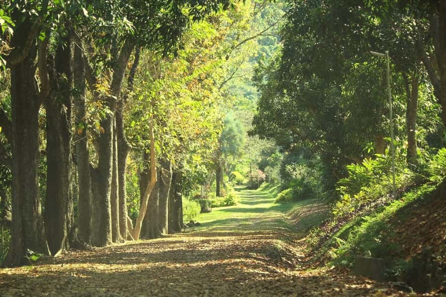 NADI-SABETO: Exquisite Orchid Garden with Hotspring Mudpool - Is $59 good value?