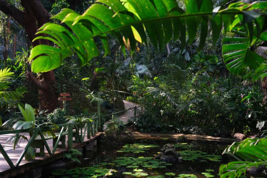 NADI-SABETO: Exquisite Orchid Garden with Hotspring Mudpool - Who should book this Fiji half-day?