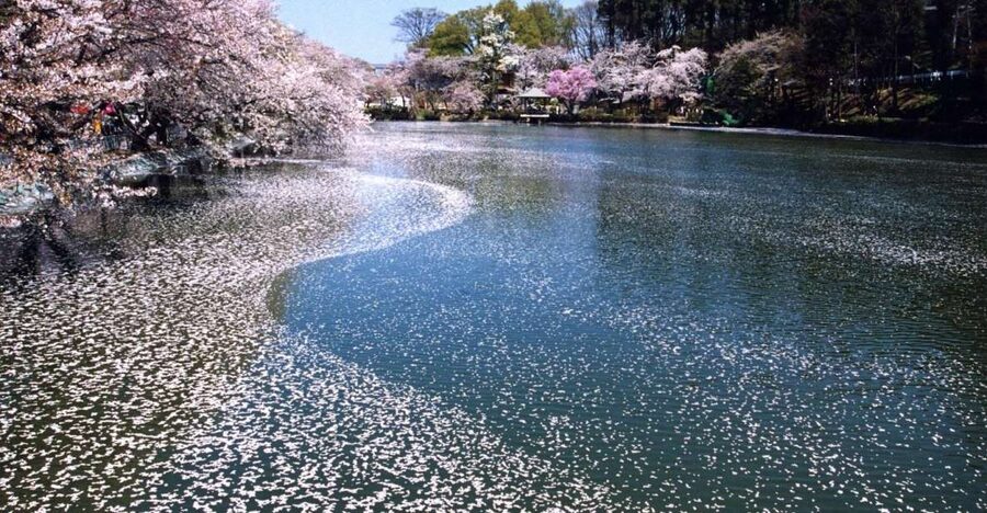 Nagano: 1-Day Snow Monkey & Cherry Blossom Tour in Spring - Key points at a glance