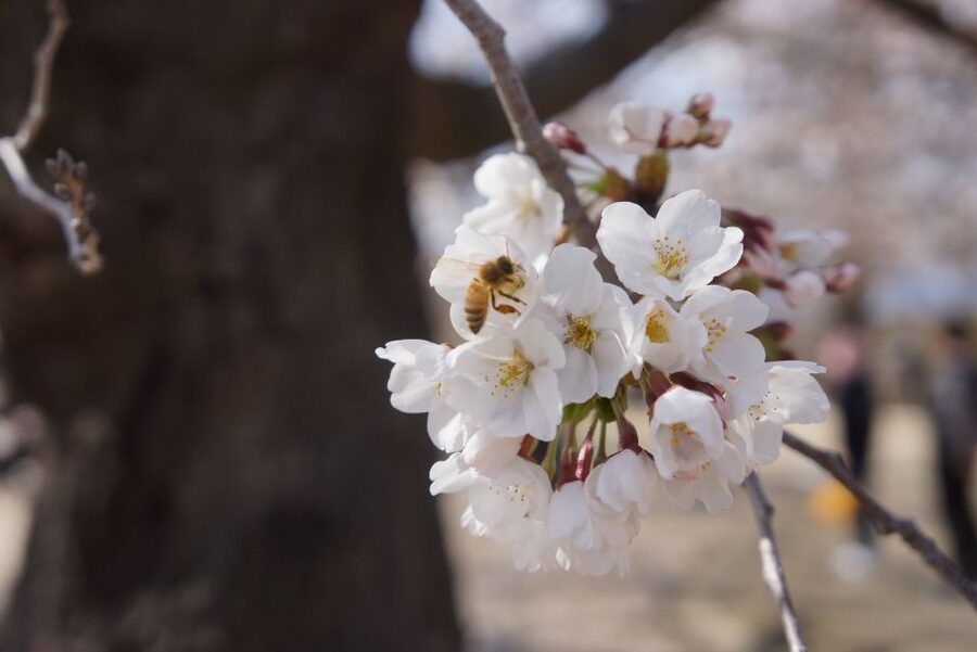 Nagano: 1-Day Snow Monkey & Cherry Blossom Tour in Spring - Why this Nagano day trip works