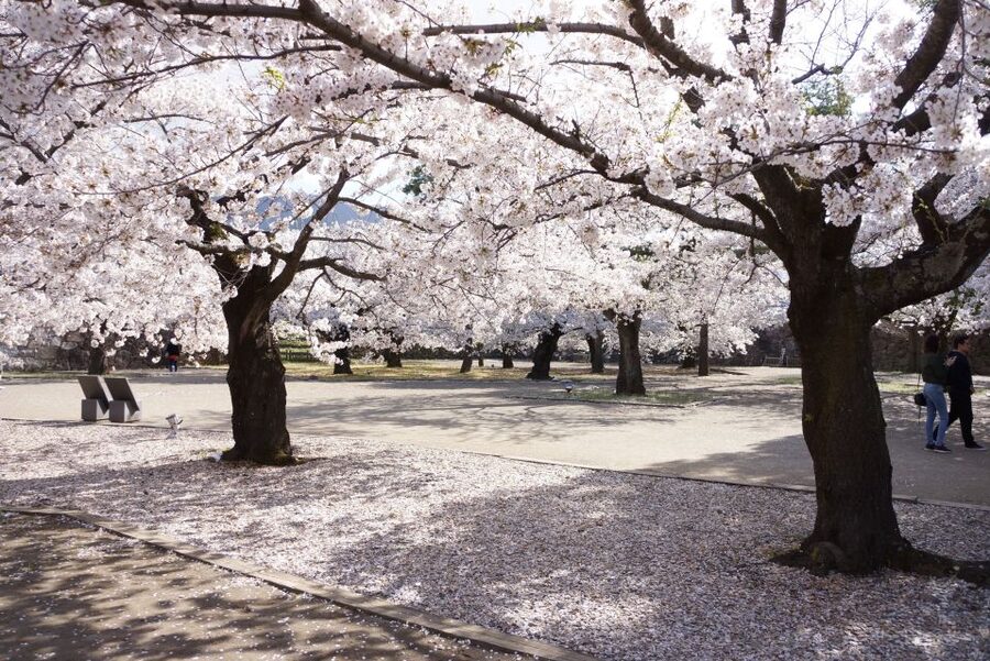 Nagano: 1-Day Snow Monkey & Cherry Blossom Tour in Spring - Chasing the best cherry blossoms in northern Nagano