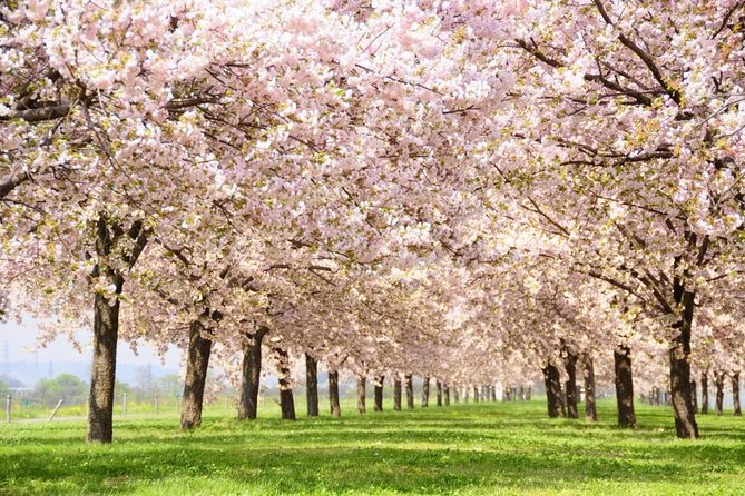 Nagano Spring: 1-Day Cherry Blossoms & Snow Monkeys Guided Tour - Key points to know before booking