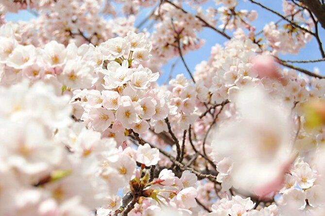 Nagano Spring: 1-Day Cherry Blossoms & Snow Monkeys Guided Tour - Starting at Nagano Station at 9:35