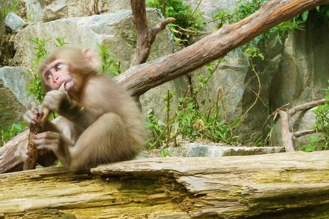 Nagano Spring: 1-Day Cherry Blossoms & Snow Monkeys Guided Tour - Searching for the best northern Nagano blossoms