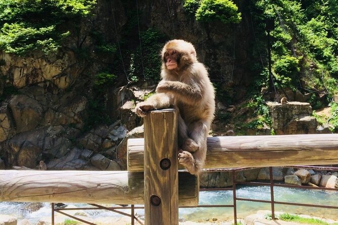 Nagano Spring: 1-Day Cherry Blossoms & Snow Monkeys Guided Tour - The guides make the long day easier