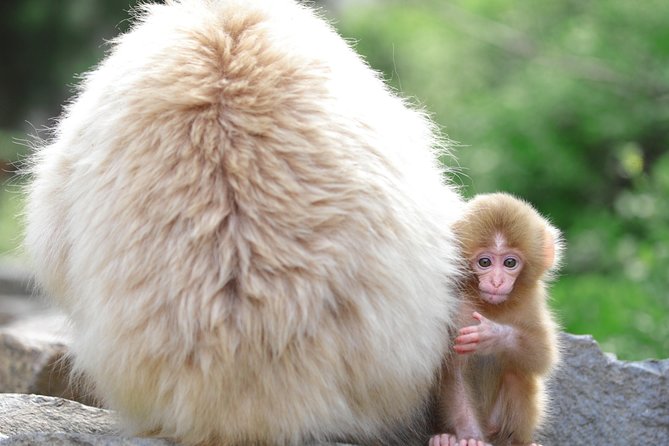 Nagano Spring: 1-Day Cherry Blossoms & Snow Monkeys Guided Tour - Is $150.89 a fair price?