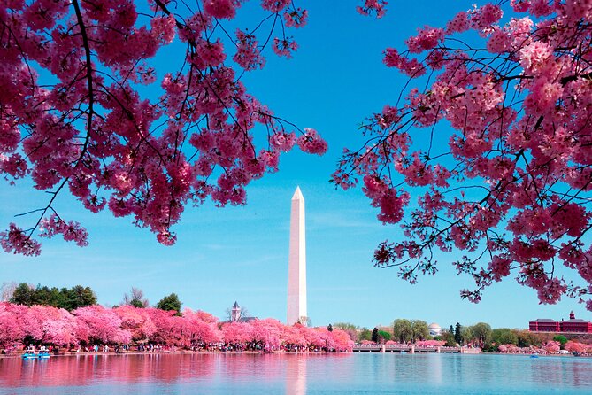 National Mall & Cherry Blossoms Tour with Optional Museum Tickets - Guides, vehicles, and the common weak spots