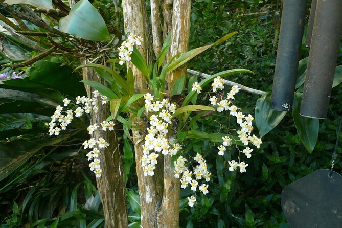 Nature and Sightseeing at Phantasea Tropical Botanical Garden - Hotel Pickup, Local Guidance, and Group Size