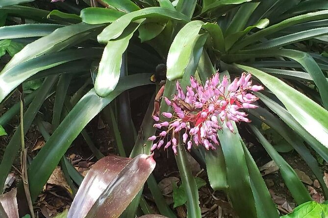 Nature and Sightseeing at Phantasea Tropical Botanical Garden - Who Should Think Twice Before Booking?