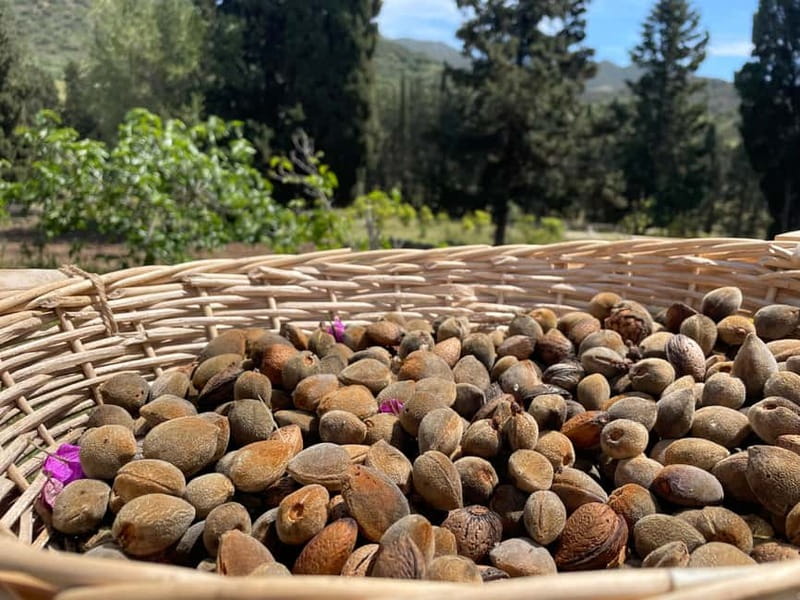 Near Cagliari: Almond Blossom Magic at "In Our Garden" (new) - Arriving at In Our Garden near Cagliari