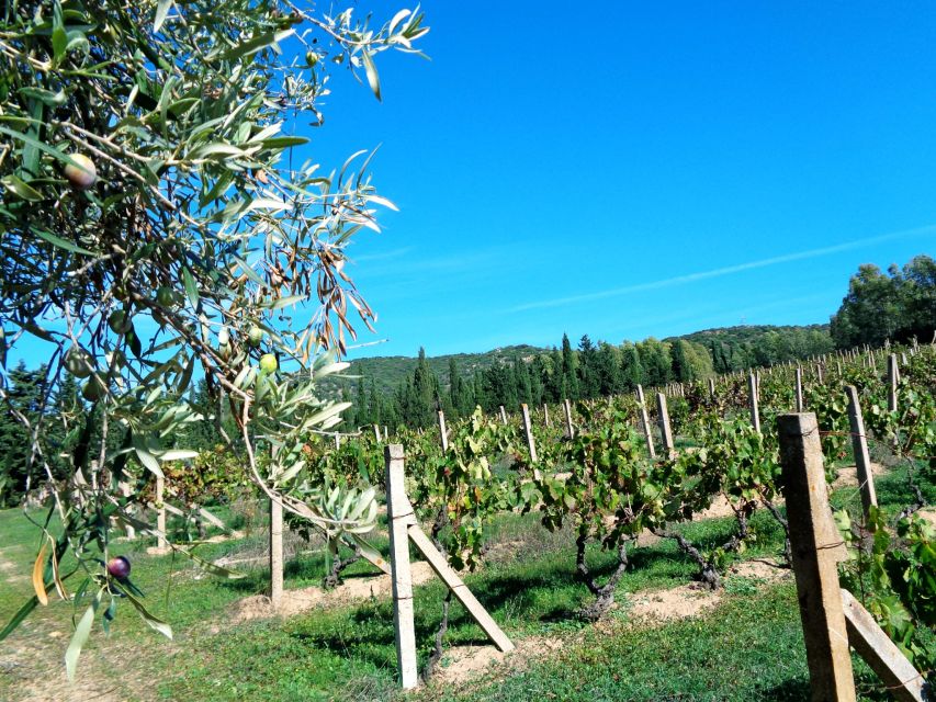 Near Cagliari: The World of Natural Wine at "In Our Garden" - Understanding natural winemaking at the farm