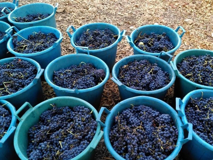 Near Cagliari: The World of Natural Wine at "In Our Garden" - A tasting with merenda and local products