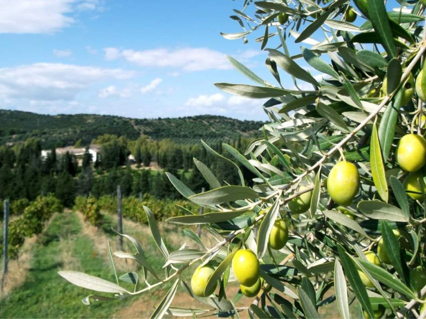Near Cagliari: The World of Natural Wine at "In Our Garden" - Booking details worth knowing