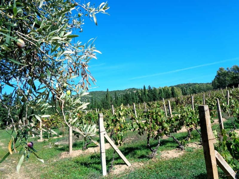 Near Cagliari: The World of Natural Wine at "In Our Garden" - Walking the vineyard with Claudio