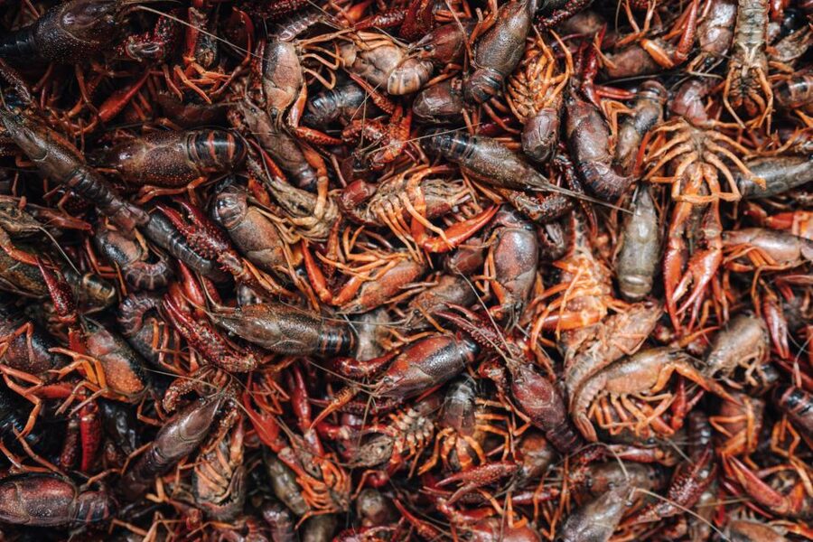 New Orleans' Lower Garden Food Tour - Meeting the people behind the food