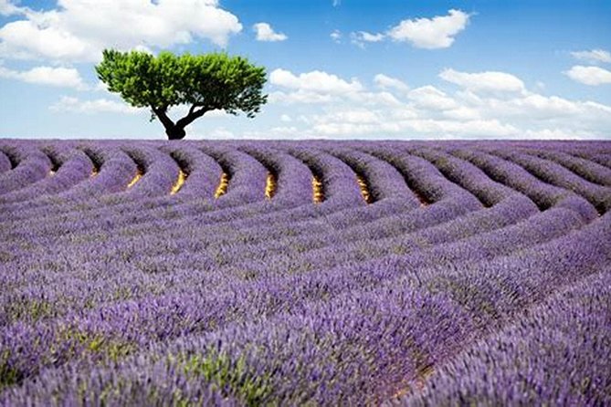 Nice: Gorges of Verdon and Fields of Lavender Tour - Why This Day Trip Works From Nice