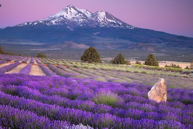 Nice: Gorges of Verdon and Fields of Lavender Tour - Lunch and Free Time in Moustiers-Sainte-Marie