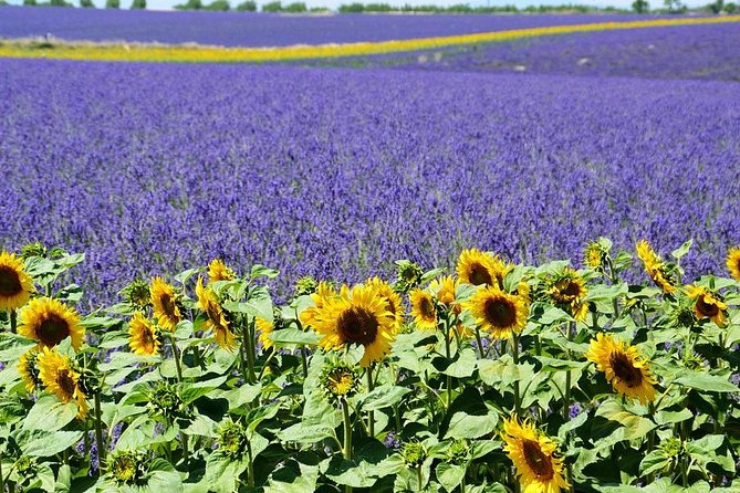 Nice: Gorges of Verdon and Fields of Lavender Tour - Lake Sainte-Croix and Optional Time on the Water