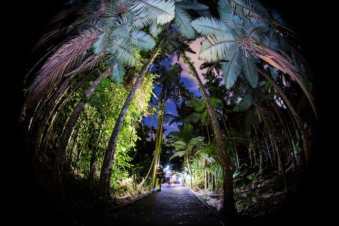 Night Walk in Cairns Botanic Gardens - Let's Go Buggin - Why Cairns Botanic Gardens works after dark