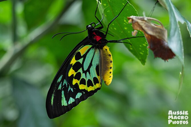 Night Walk in Cairns Botanic Gardens - Let's Go Buggin - Should you book it?