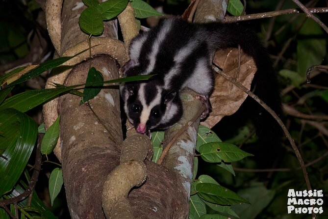 Night Walk in Cairns Botanic Gardens - Let's Go Buggin - What the two-hour walk is really like