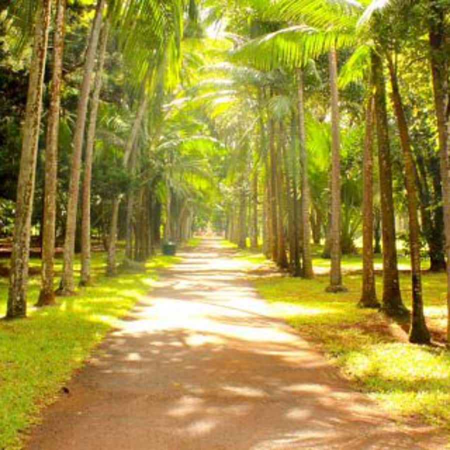 North Day Tour, Botanical Garden, Sugar Museum, Rum Tasting - Port Louis: markets, shopping streets, and the capital