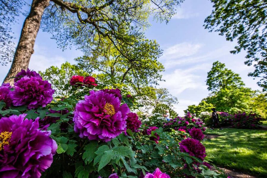 NYC: New York Botanical Garden Pass - Roses, native plants, rock gardens, and conifers