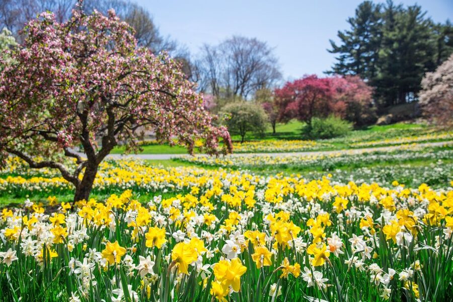 NYC: New York Botanical Garden Pass - Fall pumpkins, winter trains, and spring orchids