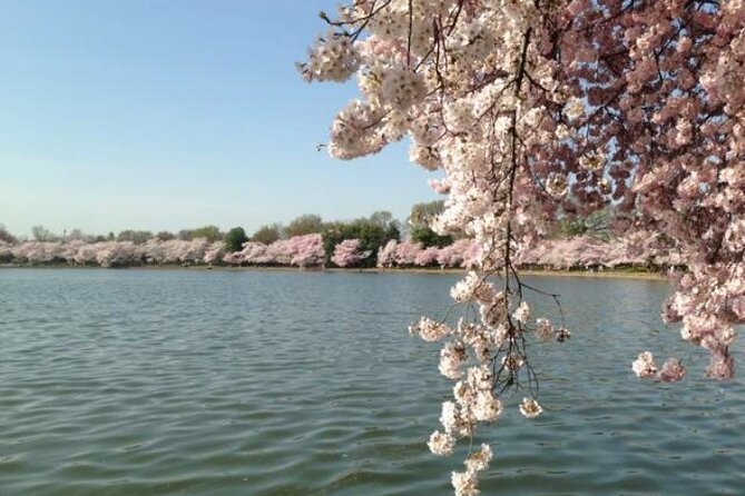NYC to D.C Day Trip: Thomas Jefferson Memorial to Cherry Blossoms - Why this day trip works for New York visitors