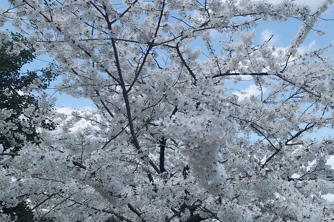 NYC to D.C Day Trip: Thomas Jefferson Memorial to Cherry Blossoms - The optional cherry blossom walk