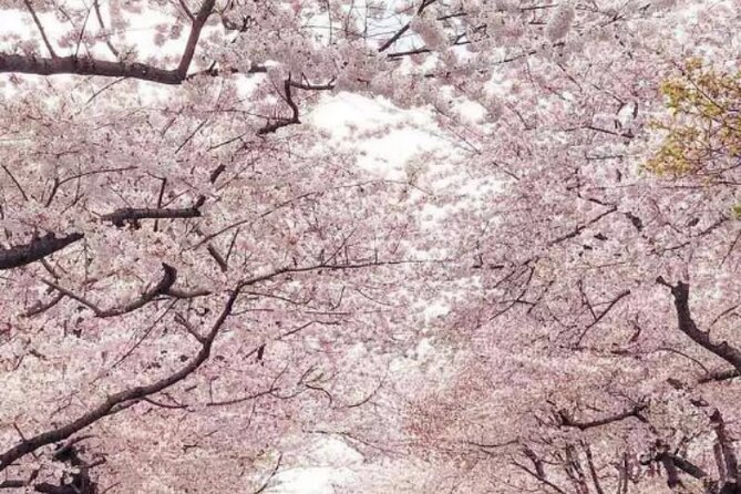 NYC to D.C Day Trip: Thomas Jefferson Memorial to Cherry Blossoms - Other Washington sights and guide support