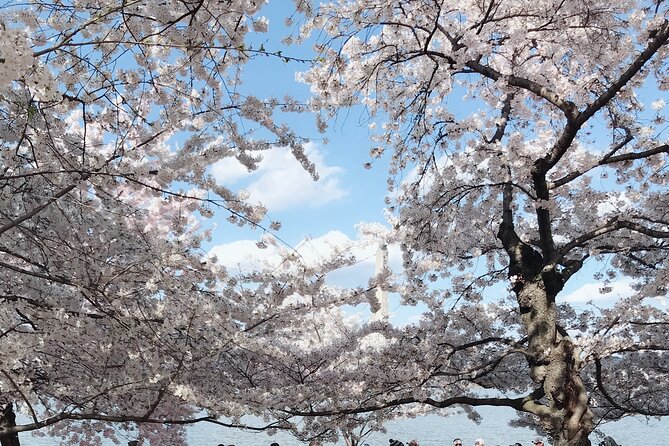 NYC to D.C Day Trip: Thomas Jefferson Memorial to Cherry Blossoms - What $143 buys you