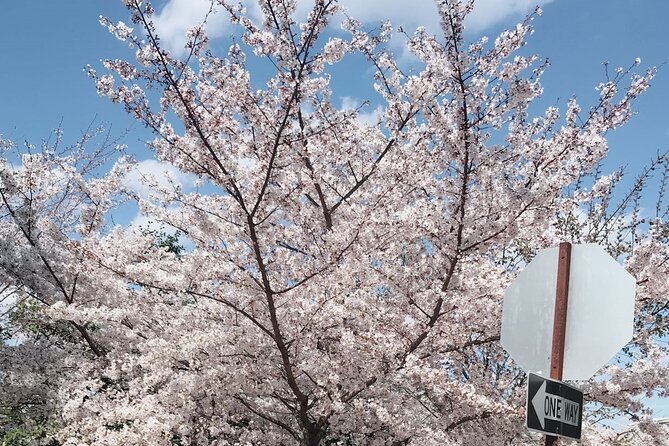 NYC to D.C Day Trip: Thomas Jefferson Memorial to Cherry Blossoms - Who should book this Washington trip?
