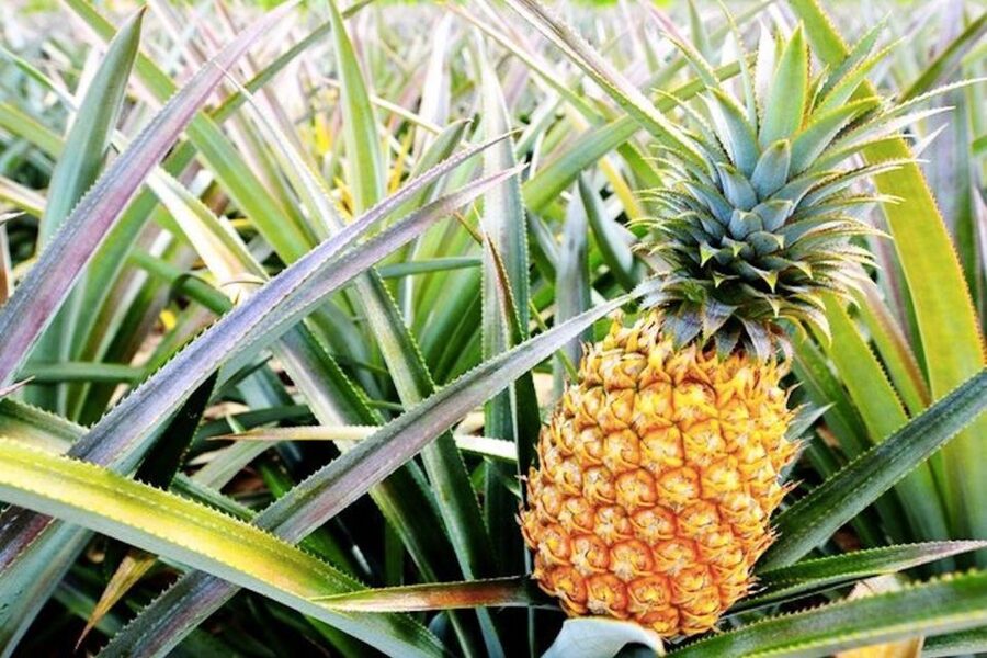 Oahu: Guided Tour of North Shore and Waimea Botanical Garden - Sunset Beach and the famous North Shore