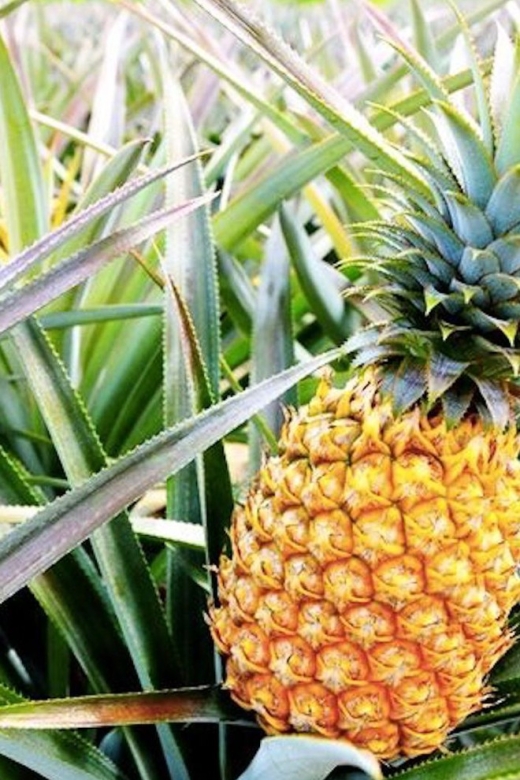 Oahu: Guided Tour of North Shore and Waimea Botanical Garden - What the guides add to the day
