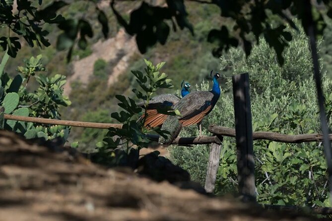 Off-Road Safari, Traditional Villages & Botanic Garden Walk - The private guide makes the difference