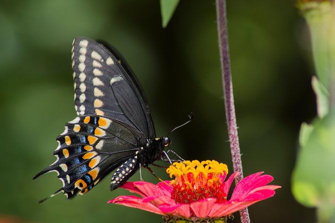 Openwork butterfly garden - The guide makes the two hours count