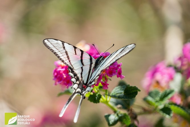 Openwork butterfly garden - A conservation lesson, not only a photo opportunity