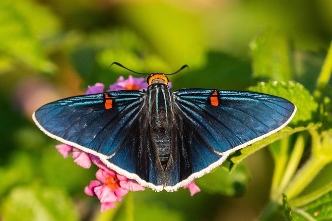 Openwork butterfly garden - Food, drink, and what to bring
