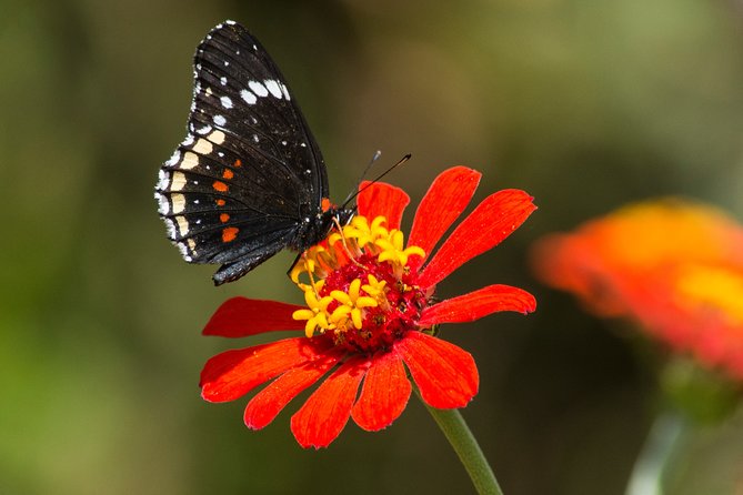 Openwork butterfly garden - Entering an open-air garden with more than butterflies